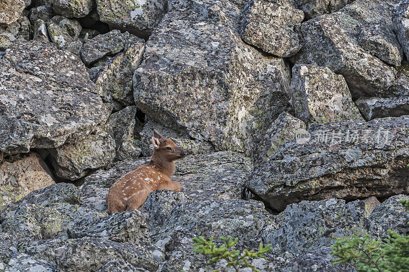 麋鹿(Cervus canadensis)是麋鹿科或鹿科中最大的物种之一。黄石国家公园，怀俄明州。